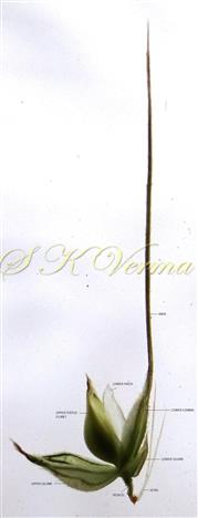  Spikelet (Opened)-Lower lemma with awn